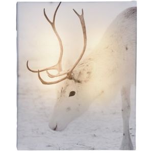 Animal and snow White Reindeer LED vászonkép, 20 x 25 cm