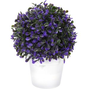 Dekornövény virágtartóban, sötétlila, 20 cm