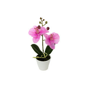 Orchidea kerámia virágcserépben, világos rózsaszín